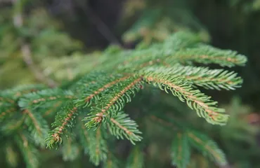 Branche de sapin vert en gros plan