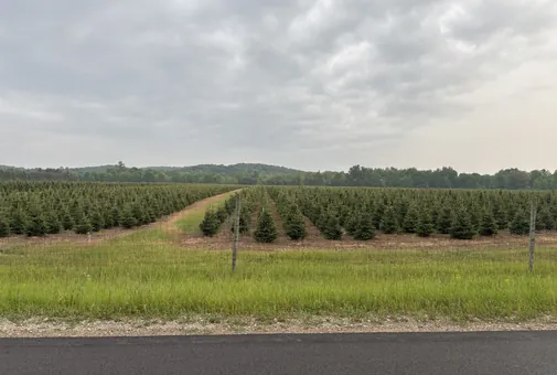 Plantation de jeunes sapins de Noël alignés en rangs