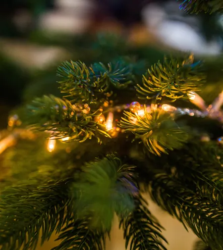 Branche de sapin avec une guirlande lumineuse