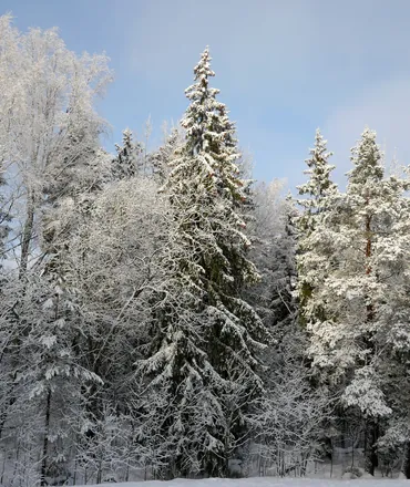 Forêt de sapins sous la neige en hiver